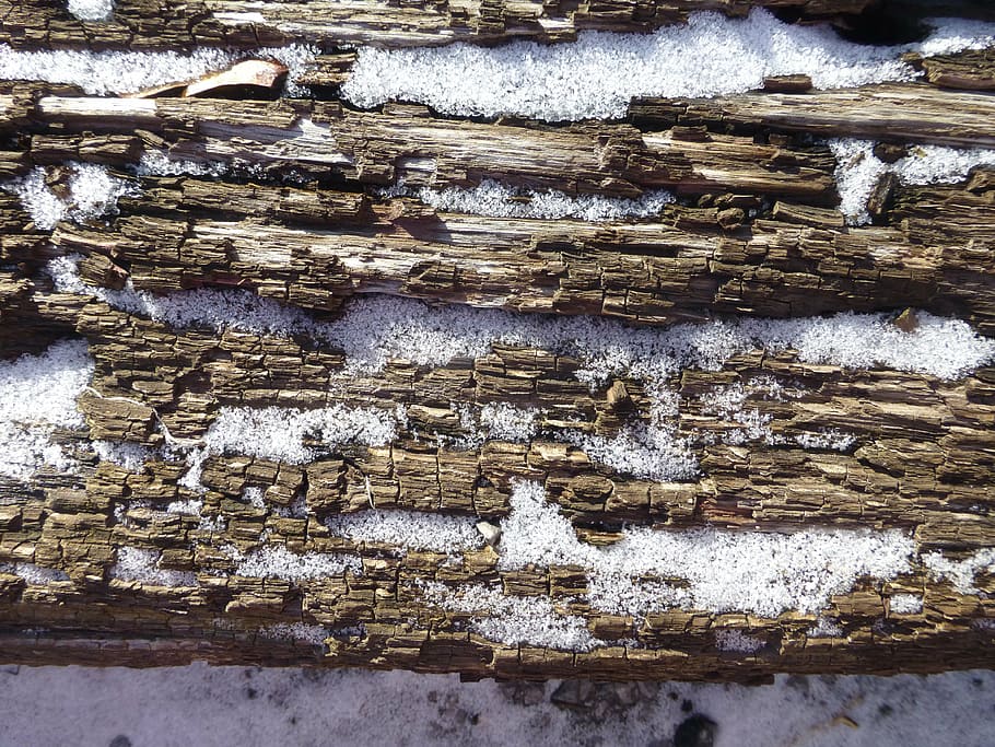 wood, texture, oak, bark, snow, ice, winter, spring, melt, nature