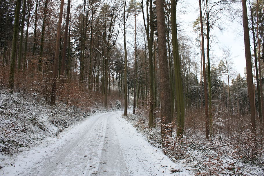invierno, lejos, bosque, árboles, humor invernal, frío, blanco, camino, invernal, paisaje