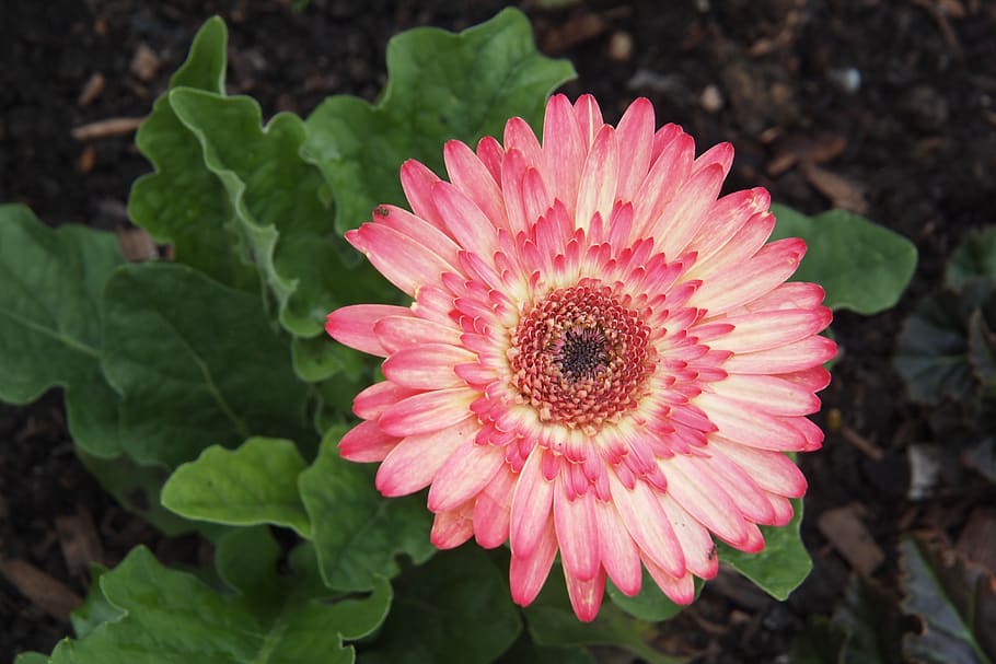 gerbera, pink, white, twist, colourful, variegated, flowering plant, flower, petal, freshness