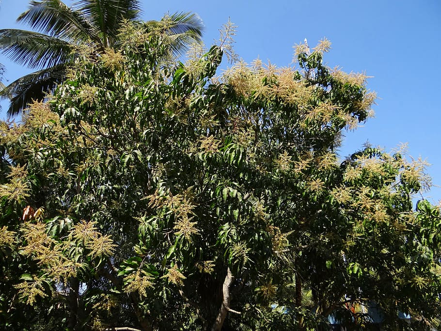 mango tree, plant, tree, palm tree, dharwad, india, growth, sky, nature, beauty in nature