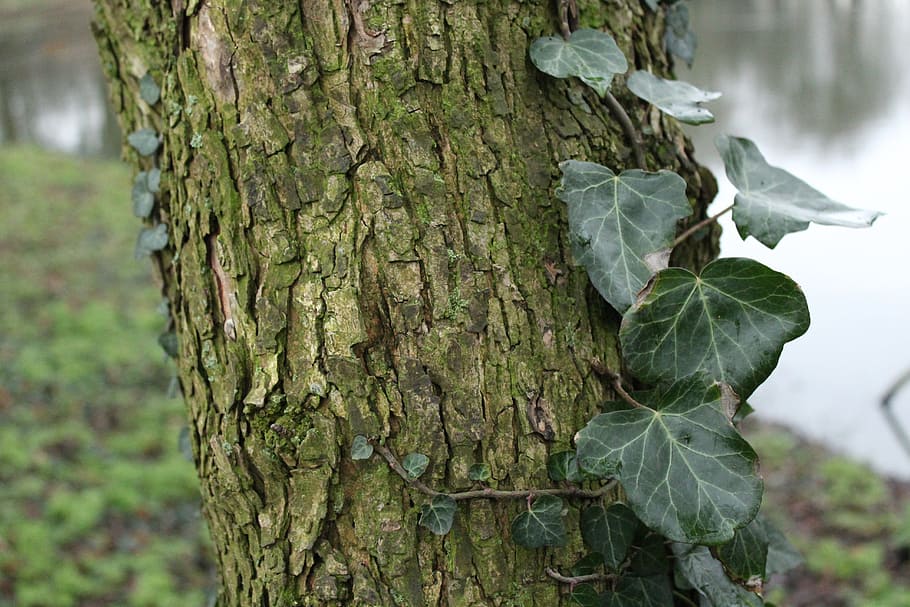 ivy, tree, parc, forest, climbing, wood, plant, trunk, tree trunk, focus on foreground