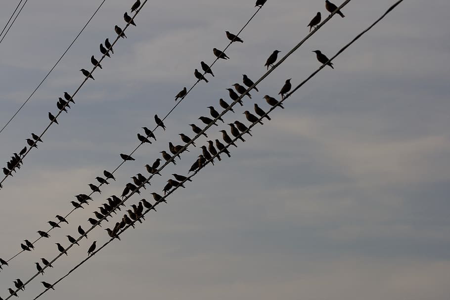 birds, perched, wire, city, line, sky, silhouette, group, flock, electric