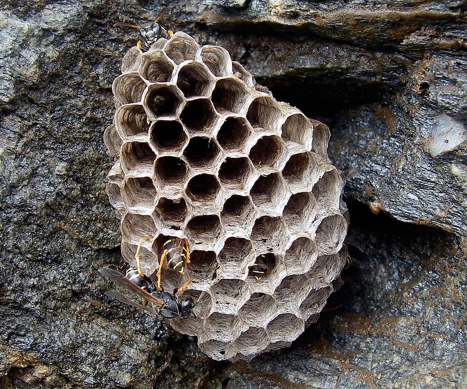 hive, api, insects, honey, pollen, nature, honeycomb, pattern, close-up, natural pattern