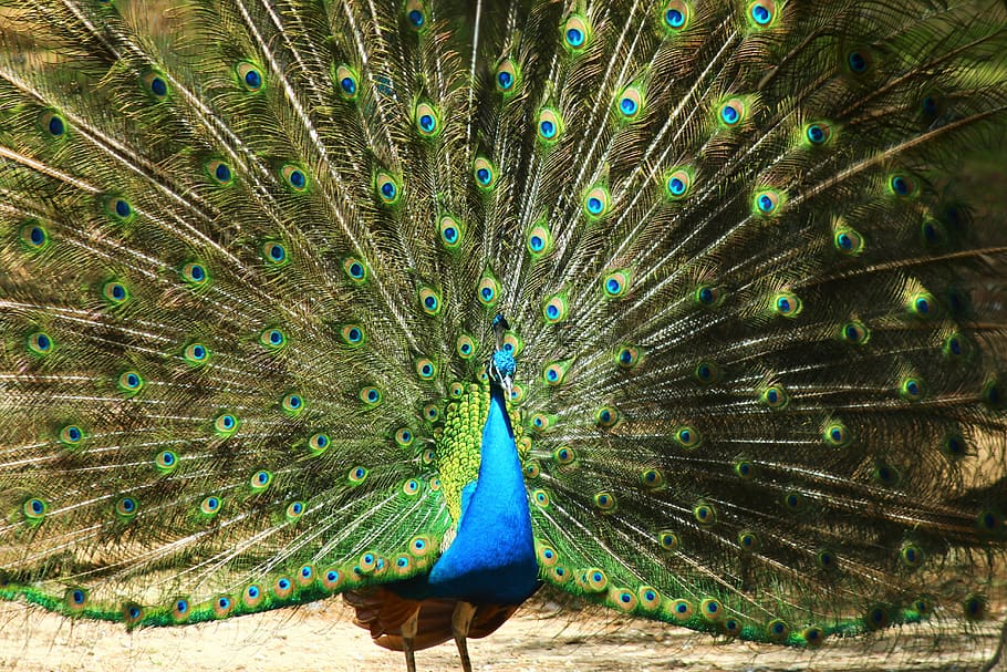 peacock, birds, tail, one animal, animal themes, animal, animal wildlife,  animals in the wild, bird, vertebrate | Pxfuel