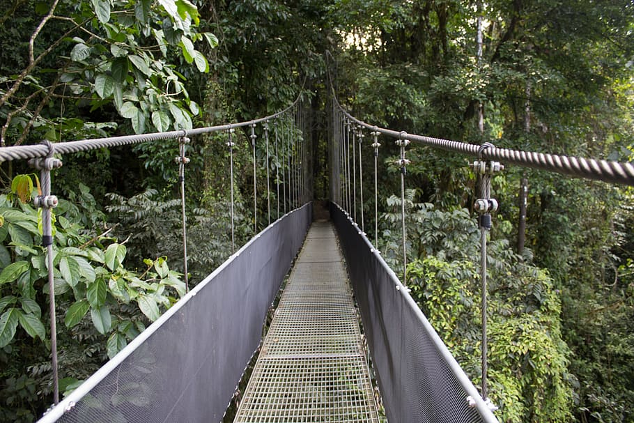 gray, black, hanging, bridge, green, trees, rain forest, costa rica, railing, rope bridge