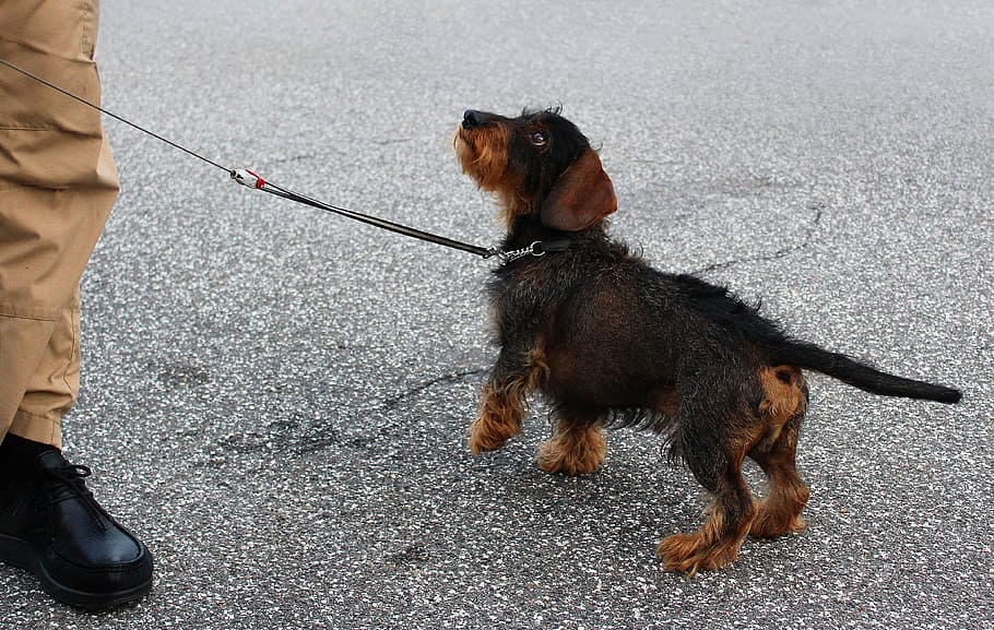 dachshund, obedient, dog training, animal themes, mammal, animal, domestic, pets, one animal, domestic animals