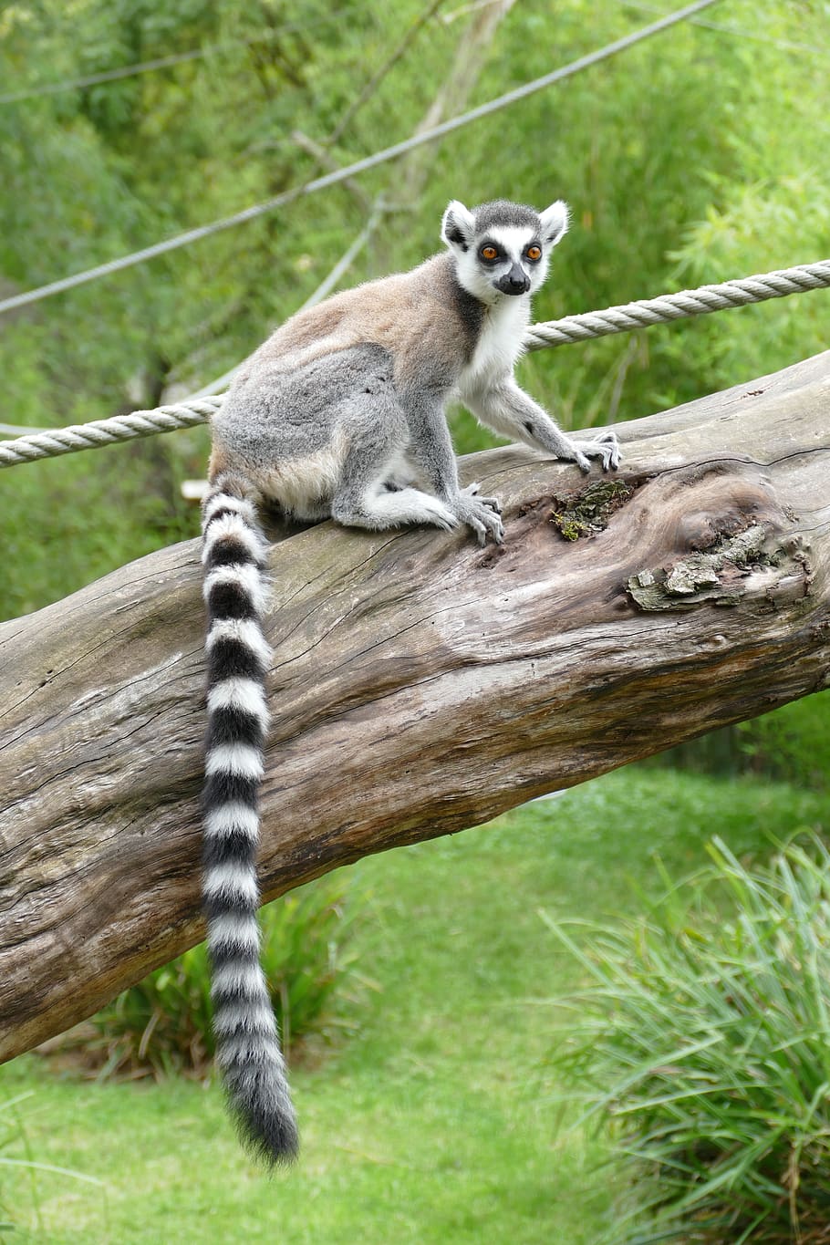 maki, lemur, madagascar, mammal, monkey, face, eye, tail, striped, nature