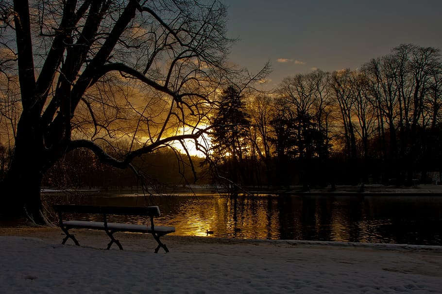 bench, facing, lake, sunrise, snow, winter, landscape, calm, morning, trees