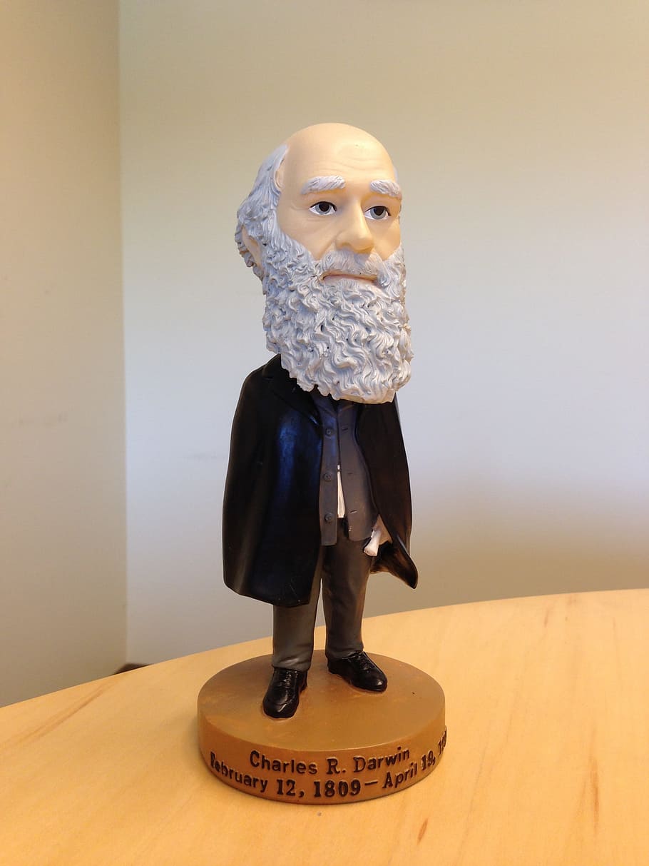 進化論, チャールズ・ロバート・ダーウィン, 科学者, へまヘッド, 彫刻, 彫像, 歴史的, 屋内, 表現, 人間表現