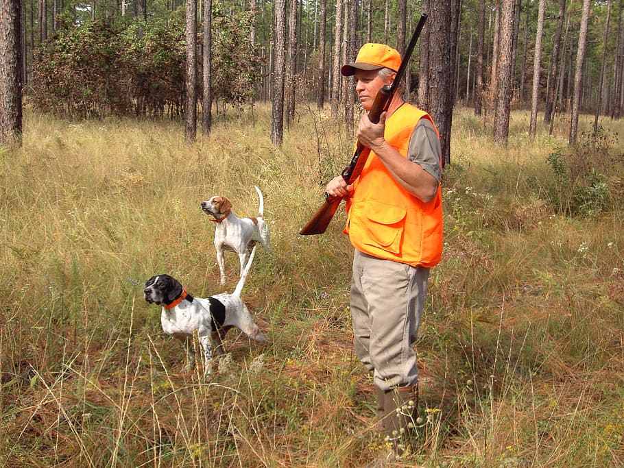 two, adult german shorthaired pointers, man, holding, rifle, hunter, dogs, sporting, retrievers, wildlife