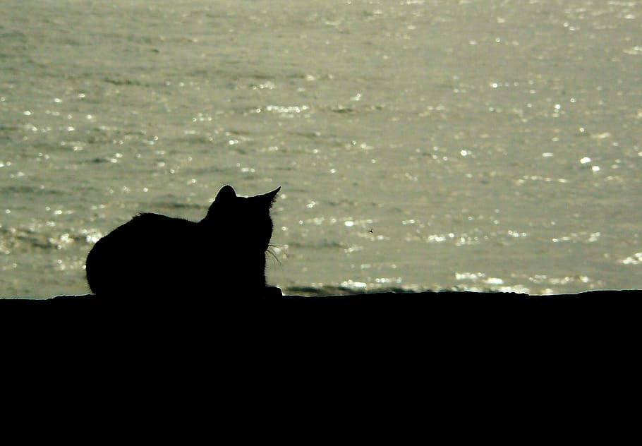 silhouette, cat, seashore, animal, black cat, black, animal world, close, animal portrait, animals