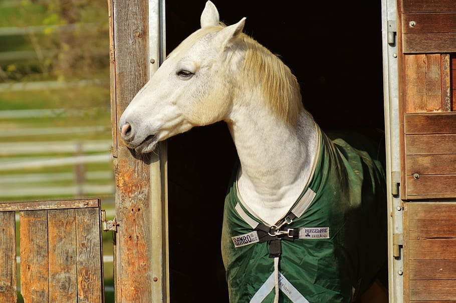 white, horse, inside, brown, wooden, barn, animal, ride, reiterhof, coupling