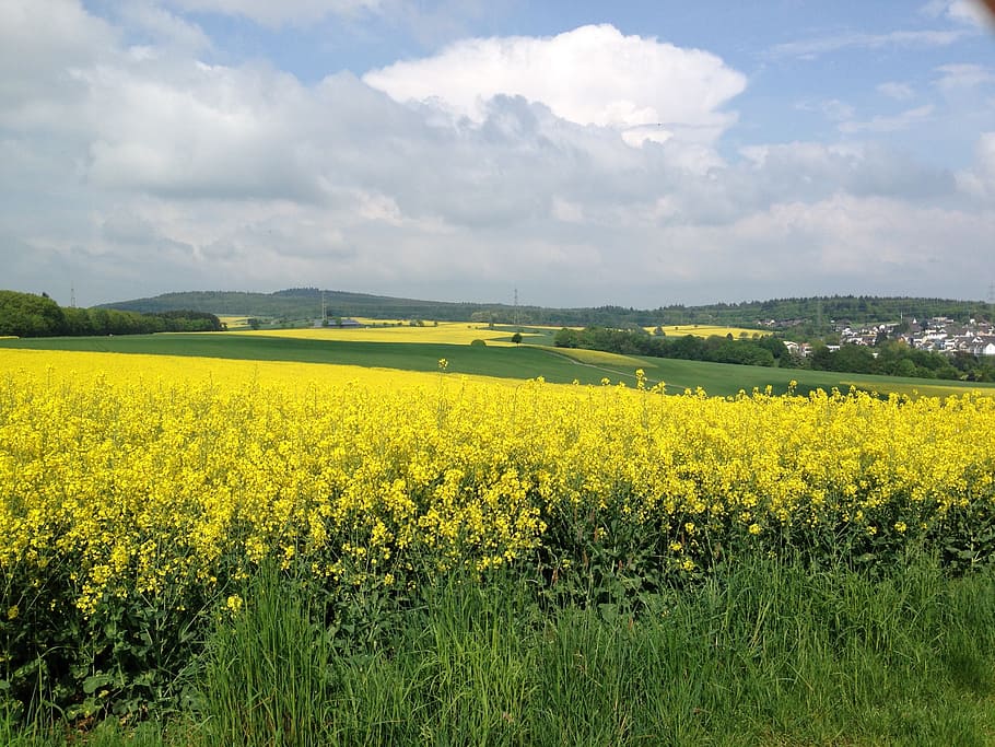 rapeseed, canola, colza, rape field, nature, landscape, yellow, beauty in nature, flower, flowering plant