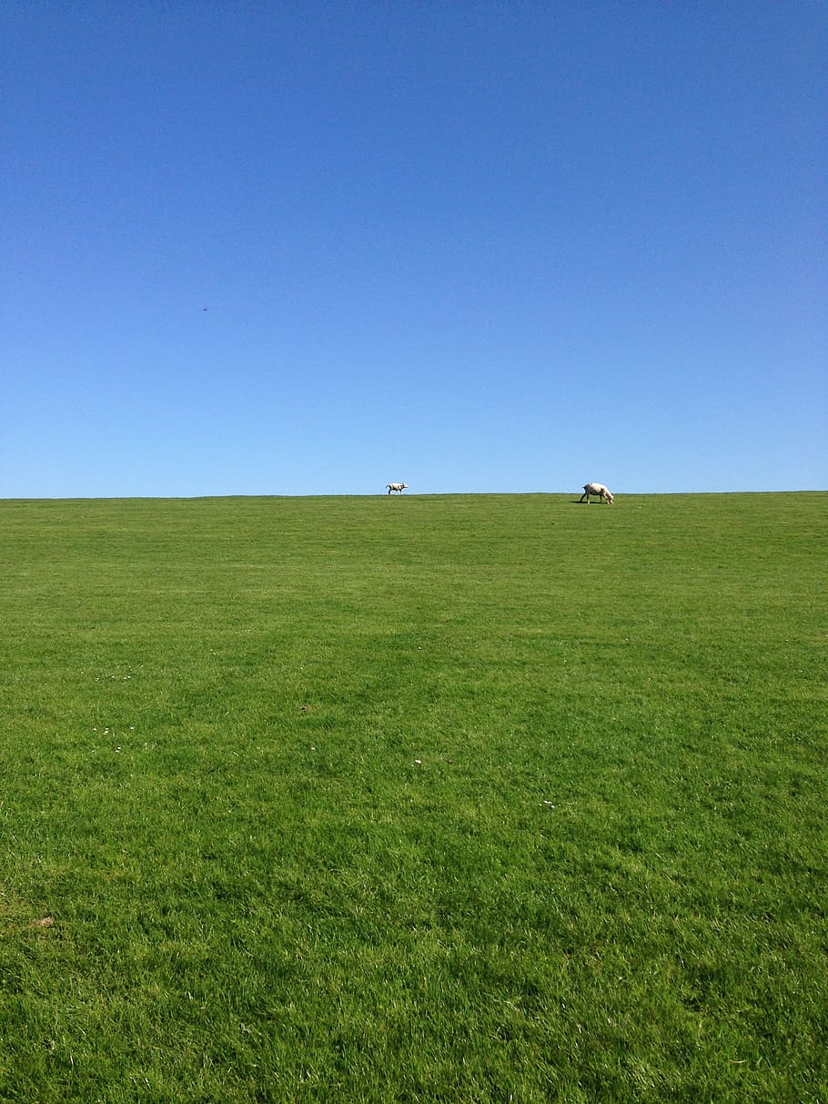 sky, grass, dike, sheep, north beach, horizon, environment, landscape, copy space, green color