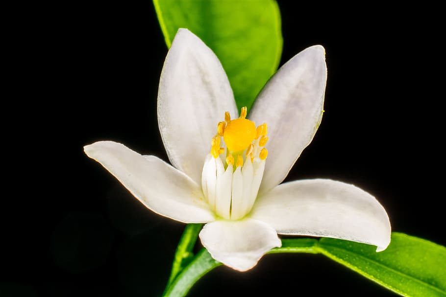 white, 5-petaled, 5- petaled flower, macro shot, orange blossom, small flower, yellow, flower, flowering plant, plant