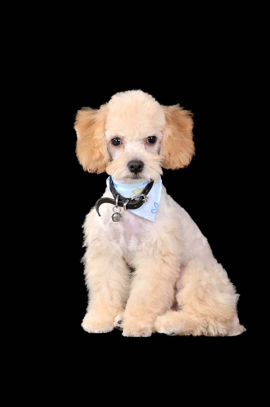 poodle, dogs, puppies, canine, dog, one animal, domestic, pets, mammal, domestic animals