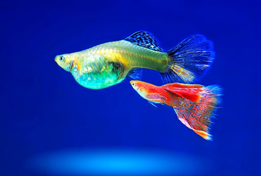 Royalty-free ornamental fish photos free download | Pxfuel
