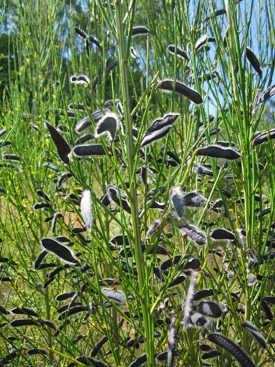 cytisus scoparius, vassoura comum, vassoura escocêsa, flores silvestres, flora, botânica, planta, espécie, pássaro, grupo de animais