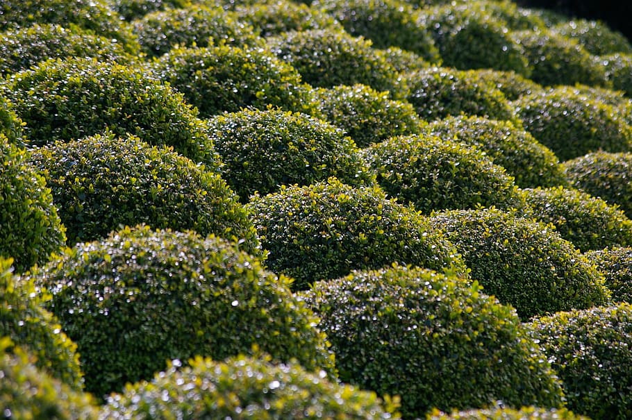 boxwood, garden, bushes carved, french garden, plant, green color, growth, beauty in nature, selective focus, full frame