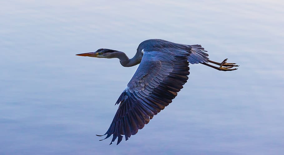 heron in flight, flying heron, heron, blue heron, water, flying over water, animal, feathers, blue, wildlife