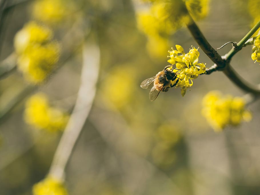 selektif, fokus, lebah bertengger, kuning, bunga, siang hari, daun bunga, mekar, taman, tanaman