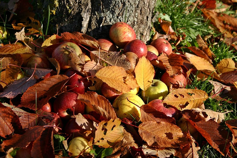 pile of apples, Apple, Orchard, Windfall, Autumn, fall foliage, autumn fruits, tree, grass, colorful