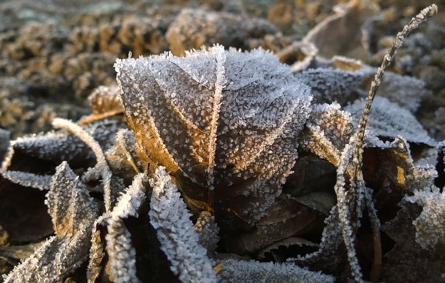 foliage, wintery, rime, cold temperature, frost, close-up, winter, frozen, nature, day