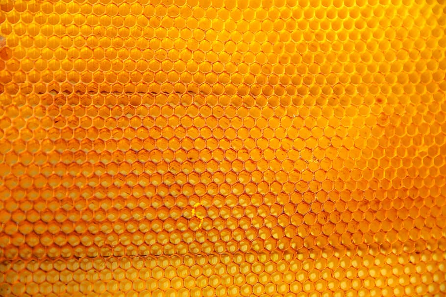 tanpa judul, kuning, alam, lebah, madu, sarang madu, latar belakang, full frame, bertekstur, close-up