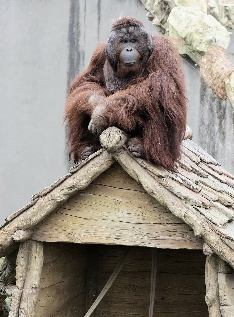 orangutan, animal, primates, monkey, zoo, on the roof, primate, mammal, animal wildlife, wood - material