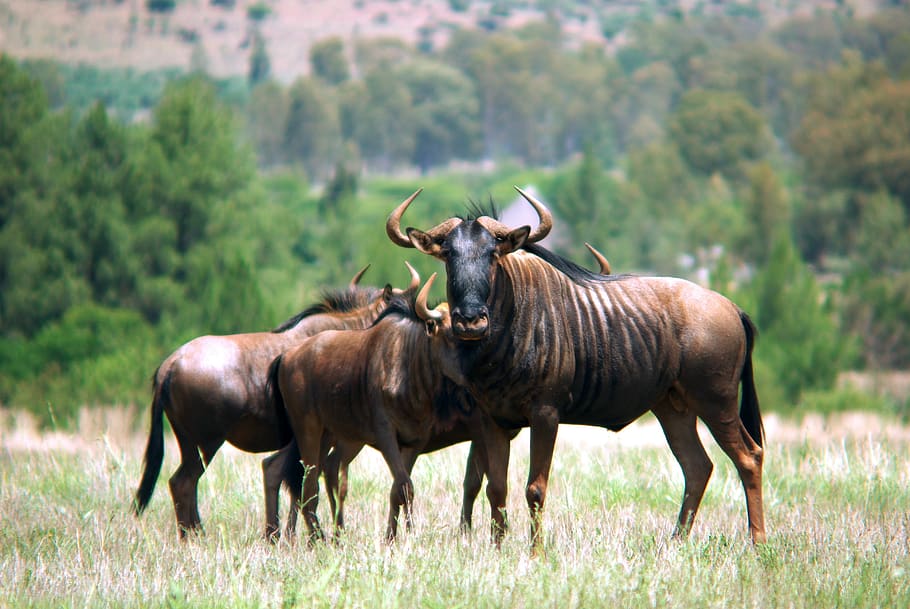 gnu, wildebeest, south africa, wary, savannah, horn, safari, mammal, conservation, ecology