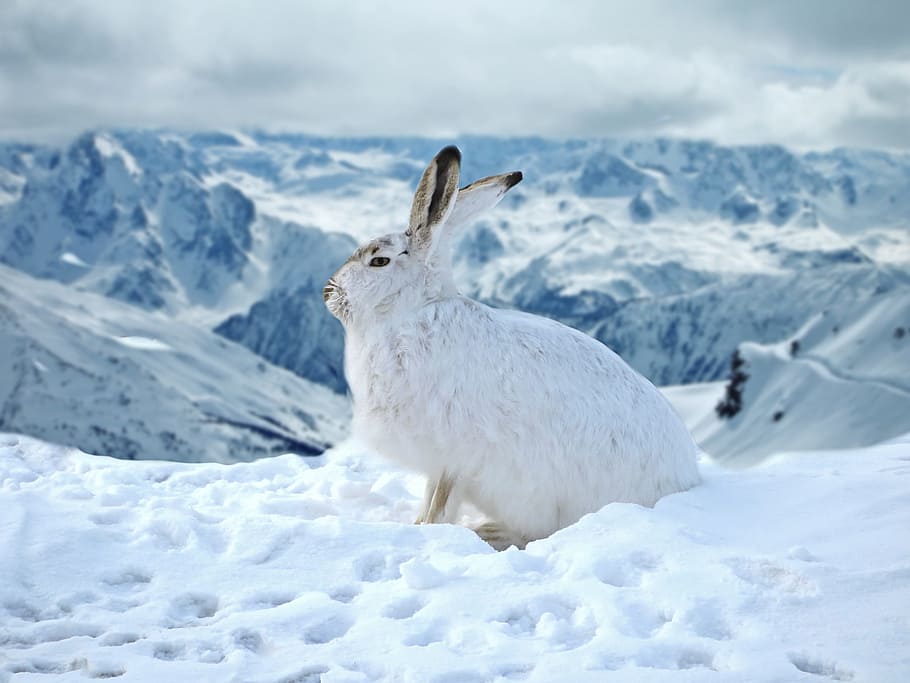 white, rabbit, snow, daytime, hare, bunny, winter, ice, cold, mountain