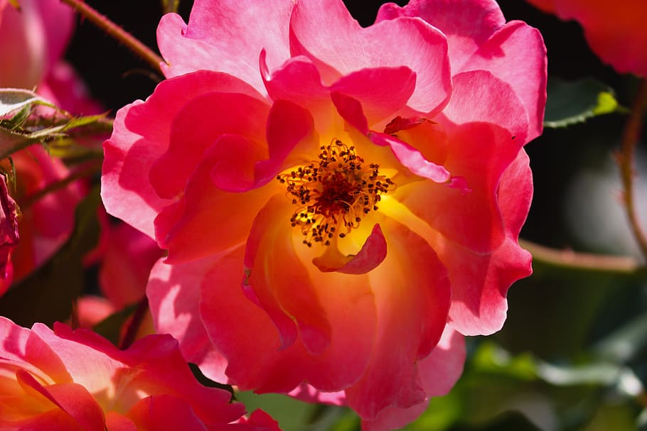 wild rose, red, pink, blossom, bloom, detail, light on, nature, autumn, plant