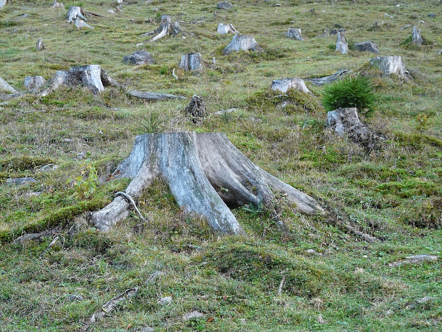grey, tree stumps, green, grass, Deforestation, Forest, Tree Stump, logging, dying tree, meadow