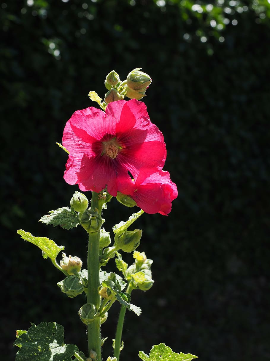 stock rose, alcea rosea, purple, red, hollyhock, poplar rose, stock rose garden, mallow, malvaceae, flower