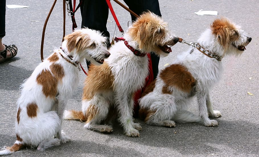 three, white-and-brown dogs, sitting, person, black, pants, dogs, canines, pets, leash