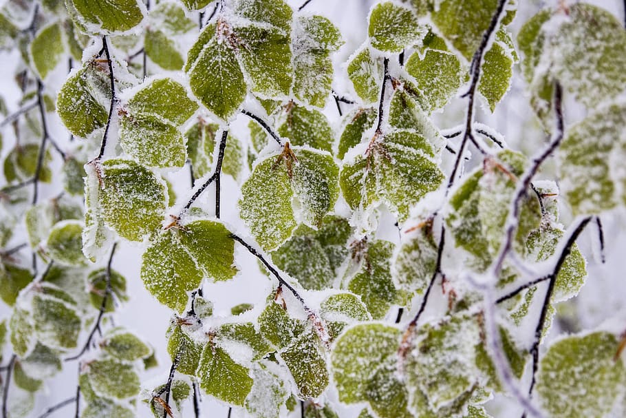 snowy, leafs, nature, detail, plant, growth, close-up, green color, leaf, beauty in nature