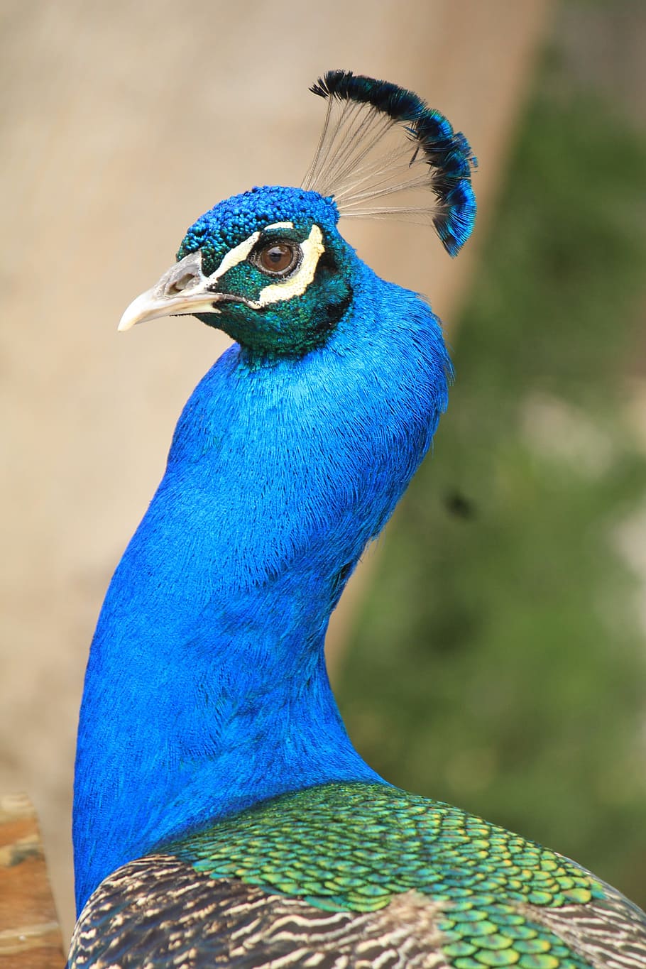 pavo real, pavo cristatus, pavo, azul, hermoso, color, colorido, pájaro, ave, belleza