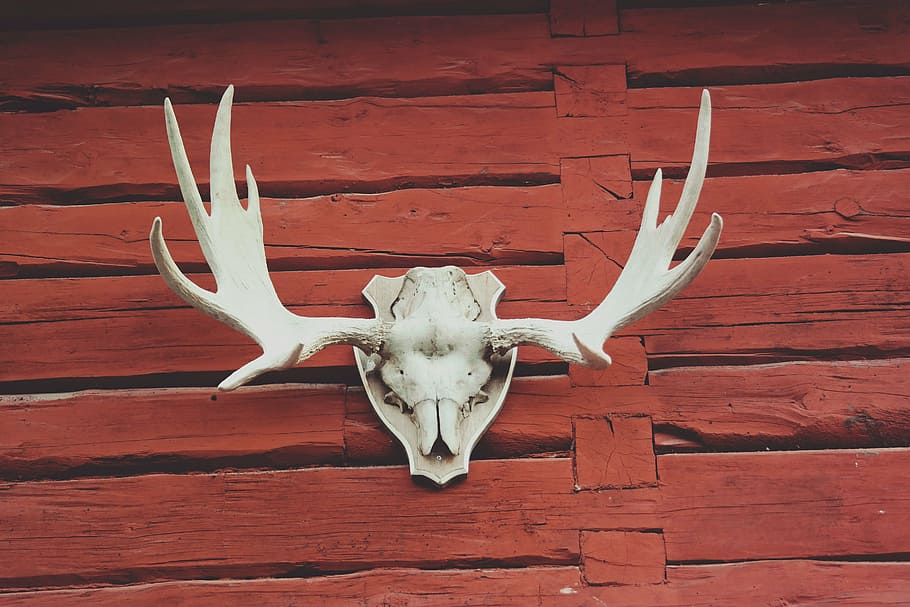 montaje de calavera de ciervo, rojo, madera, asta, calavera, Hueso, cráneo de animal, parte del cuerpo animal, característica de construcción de la pared, animal