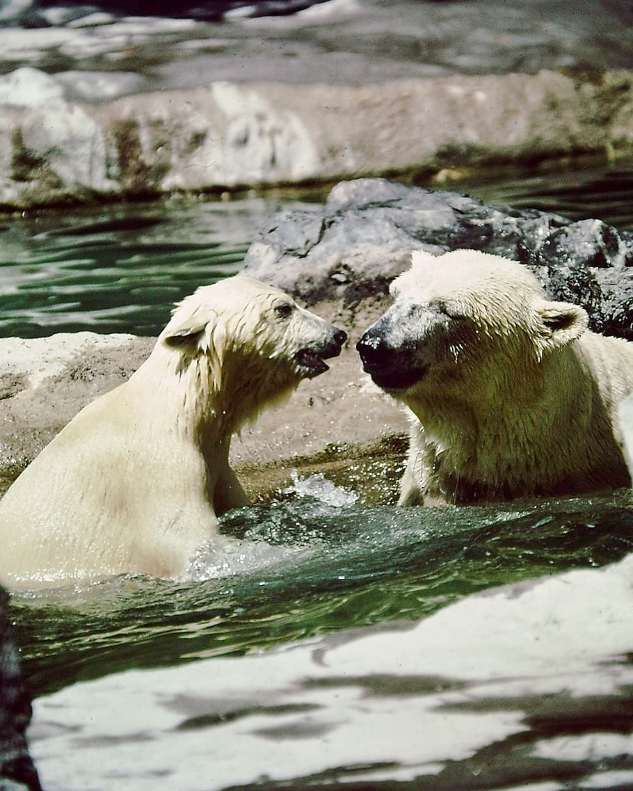 polar bears, mother, cub, playing, sunshine, happy, family, water, nose, love