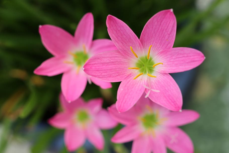 four pink flowers, six pieces, green, garden, refresh, flowering plant, flower, freshness, plant, fragility