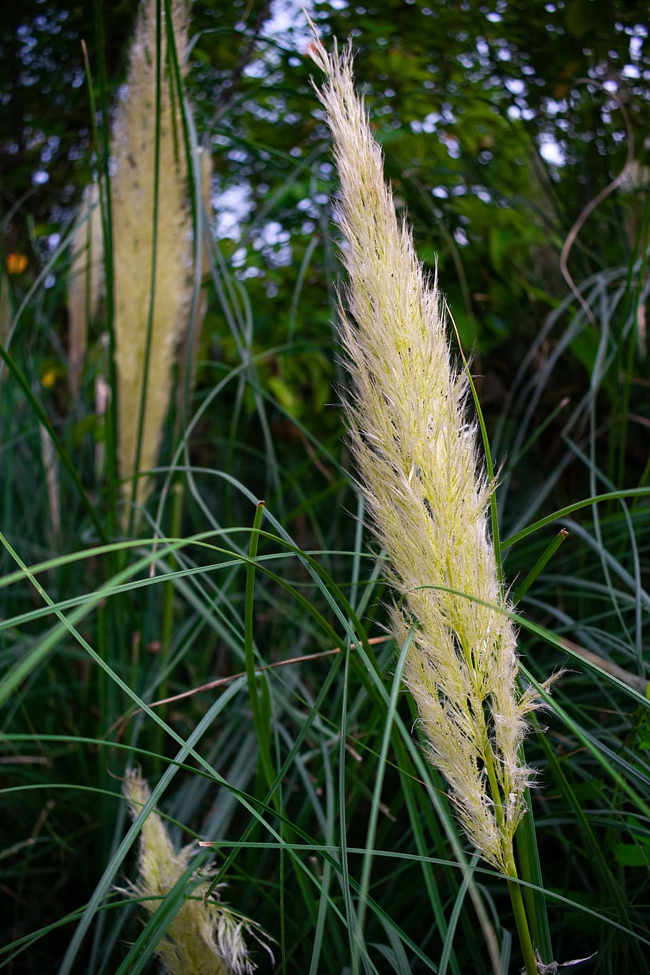grass, thatched, thatched flower, mao needle, flower, villi, green, autumn, plant, growth