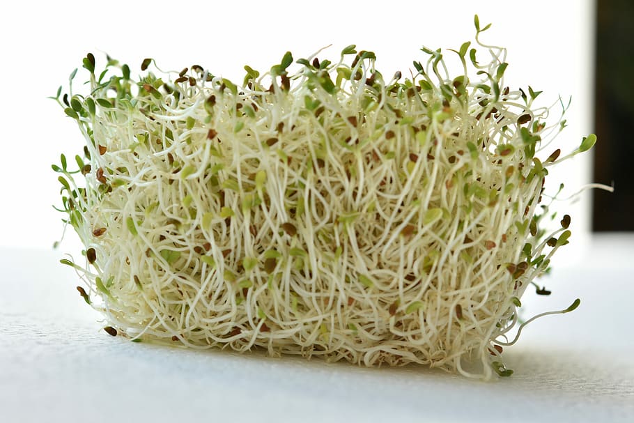 fotografía de primer plano, verde, vegetal, germinado, alfalfa, berro, crudo, fresco, saludable, fondo blanco