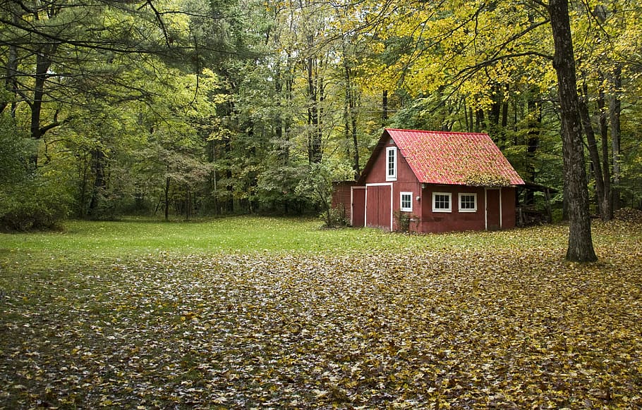 brown, wooden, house, middle, forest, red barn, red, barn, autumn, leaves