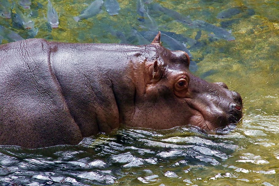 Hippo, Animal, Africa, Water, african, water world, wild, safari, hippopotamus, wildlife