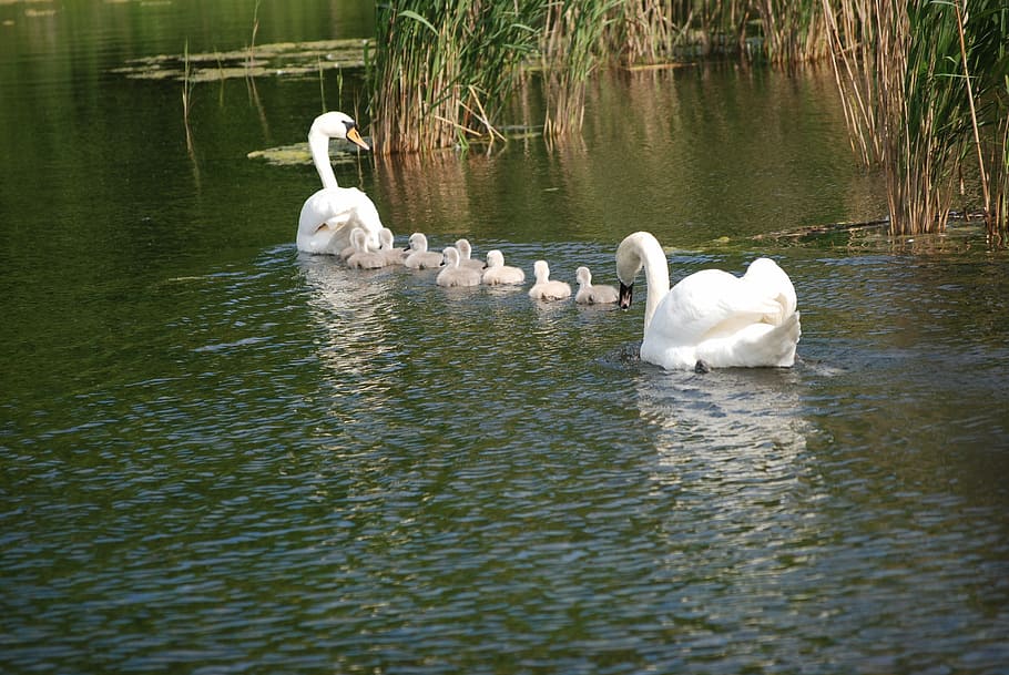 swan, swans, white swan, water bird, schwimmvogel, swan family, swan baby, baby swan, young swans, water