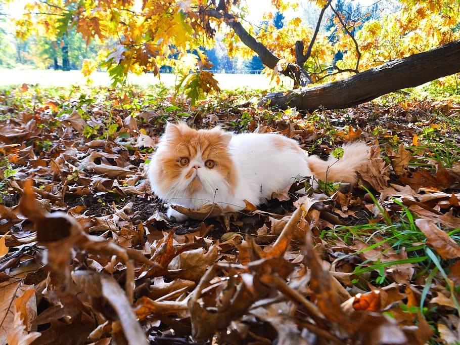 cat, tomcat, persian, park, nature, tree, leaves, autumn, domestic, plant