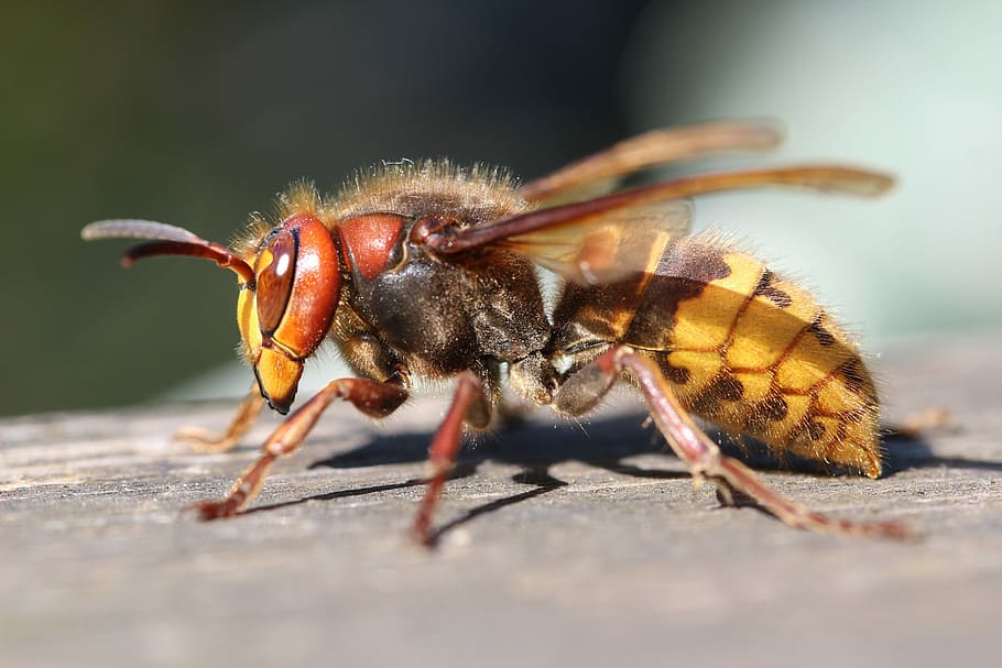 macro photography, hornet insect, insect, natural, wing, expensive, wasp, hornet, big hornet, invertebrate