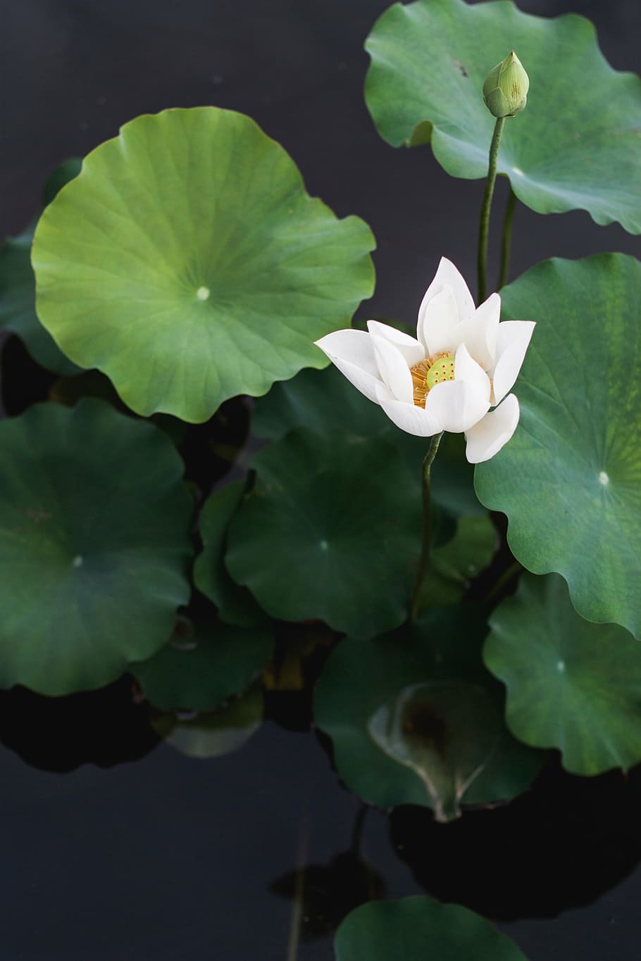 close-up photo, white, petaled flower, calm, body, water, closeup, lily, green, leaf