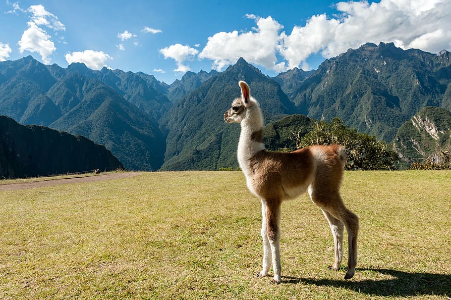 llama, berdiri, bidang rumput, gunung, dataran tinggi, pemandangan, awan, langit, puncak, punggungan