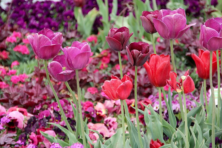 Tulipanes, Tulipa, tulpenzwiebel, tulipán de cría, púrpura, rojo, rosa, schnittblume, prado, flor